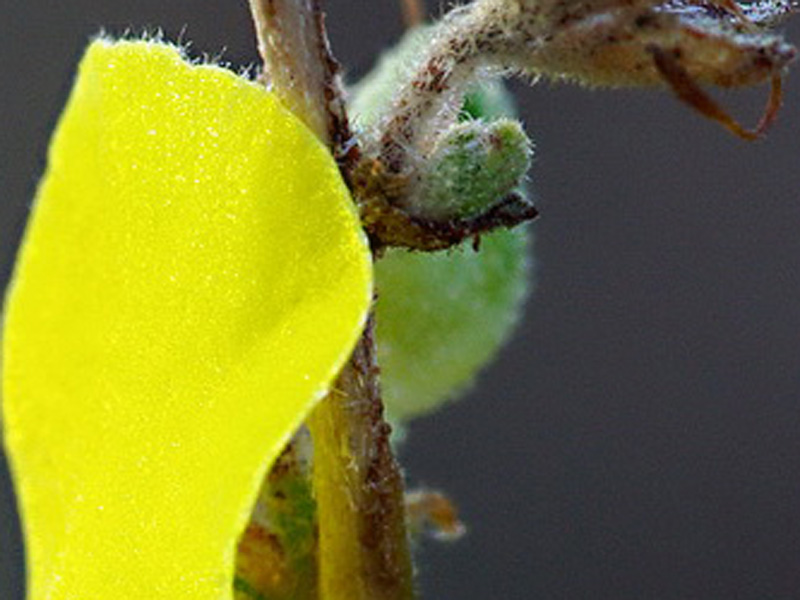 Verbascum sp